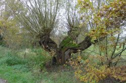 PHOTO-2024-11-13-19-02-07_6