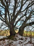 Zingsheim_2025-11-23_at_17.15.55_4