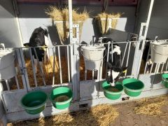 Zingsheim_2025-11-23_at_17.15.55_8