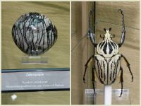 k-Eifelverein_2017-09_Mosel_-_Brigitte-004 k-Eifelverein_2017-09_Mosel_-_Brigitte-004