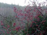 k-P1140554 k-P1140554