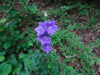 Urftwanderung-1004 Urftwanderung-1004