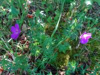 Urftwanderung-2012 Urftwanderung-2012