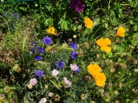 Eschweilerwaldrunde021 Eschweilerwaldrunde021