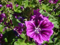 Eschweilerwaldrunde022 Eschweilerwaldrunde022