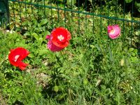 Eschweilerwaldrunde024 Eschweilerwaldrunde024