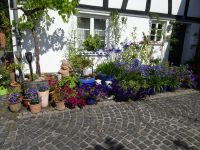 Blankenberg009 Blankenberg009