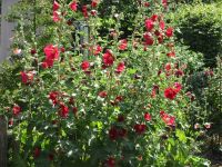 Blankenberg010 Blankenberg010