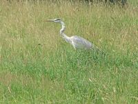 Blankenberg020 Blankenberg020