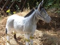 Blankenberg028 Blankenberg028