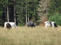 Münstereifelsteig014 Münstereifelsteig014