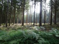 Monschauerforst008 Monschauerforst008