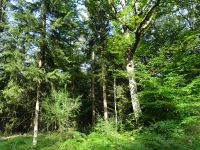 Monschauerforst009 Monschauerforst009