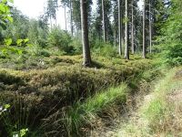 Monschauerforst016 Monschauerforst016