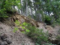 Monschauerforst027 Monschauerforst027