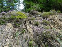 Monschauerforst038 Monschauerforst038