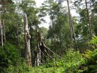 Monschauerforst044 Monschauerforst044