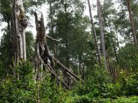 Monschauerforst045 Monschauerforst045