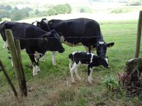 Altenahrer_Eck004 Altenahrer_Eck004