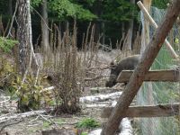 Altenahrer_Eck019 Altenahrer_Eck019