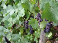 Altenahrer_Eck052 Altenahrer_Eck052