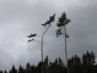 Altenahrer_Eck058 Altenahrer_Eck058