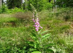 Schöpfungspfad031 Schöpfungspfad031